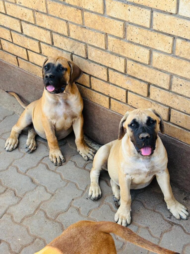 Boerbul