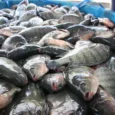 Tilapia 2
