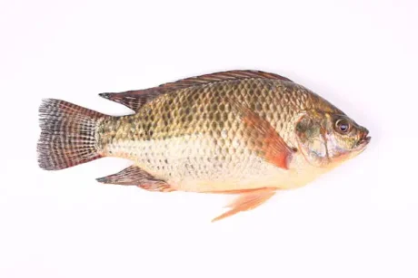 Okavango Fish