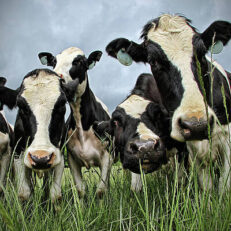 Livestock