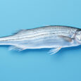 Okavango Fish