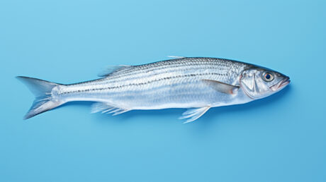 Okavango Fish