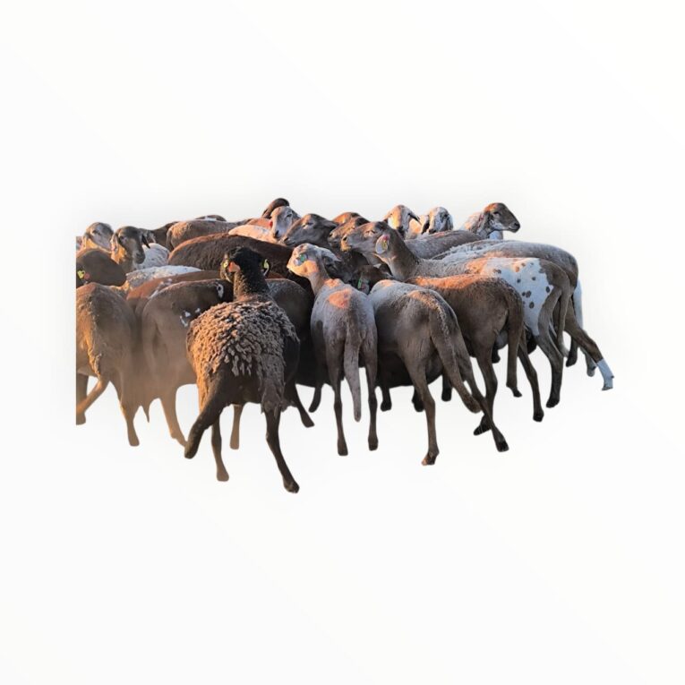 d540225b-1730-480b-9ef8-11167236414a - Meatmaster Sheep