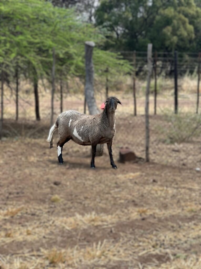 Ewe 1