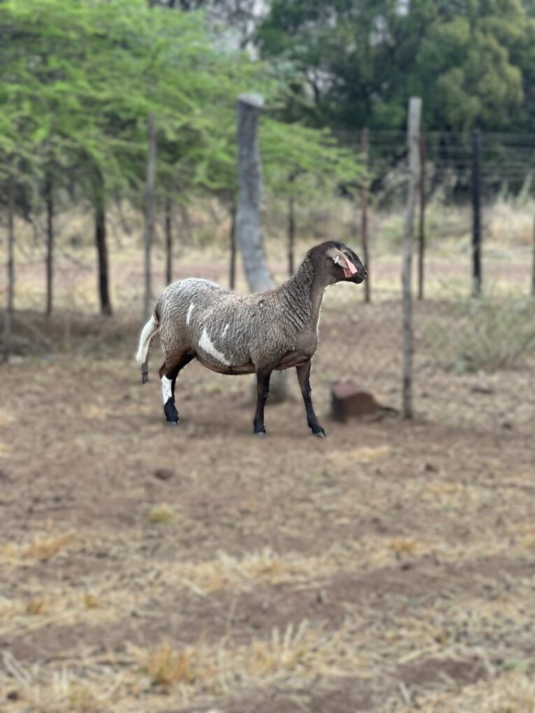 Ewe 2