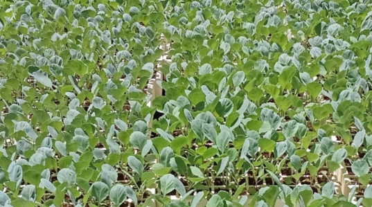 3301 Cabbage Seedlings