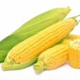 Fresh Yellow Maize (Green Mealies) – P5.00 per Cob