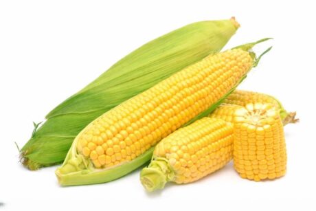 Fresh Yellow Maize (Green Mealies) – P4.00 per Cob