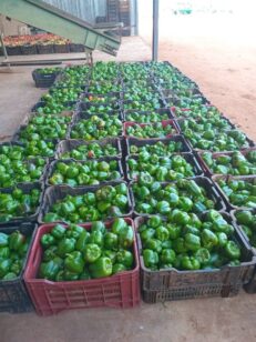 Fresh Green Peppers
