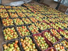 Fresh Tomatoes