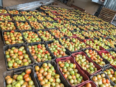 Fresh Tomatoes