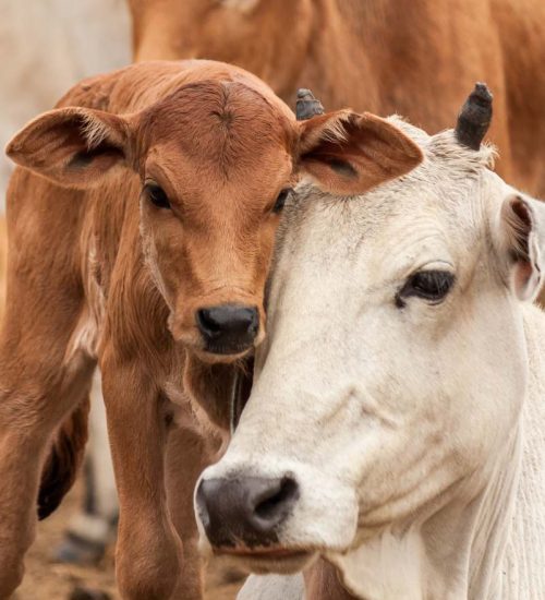 cattle-ranching